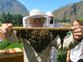 bees1 bees1