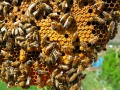 bees3